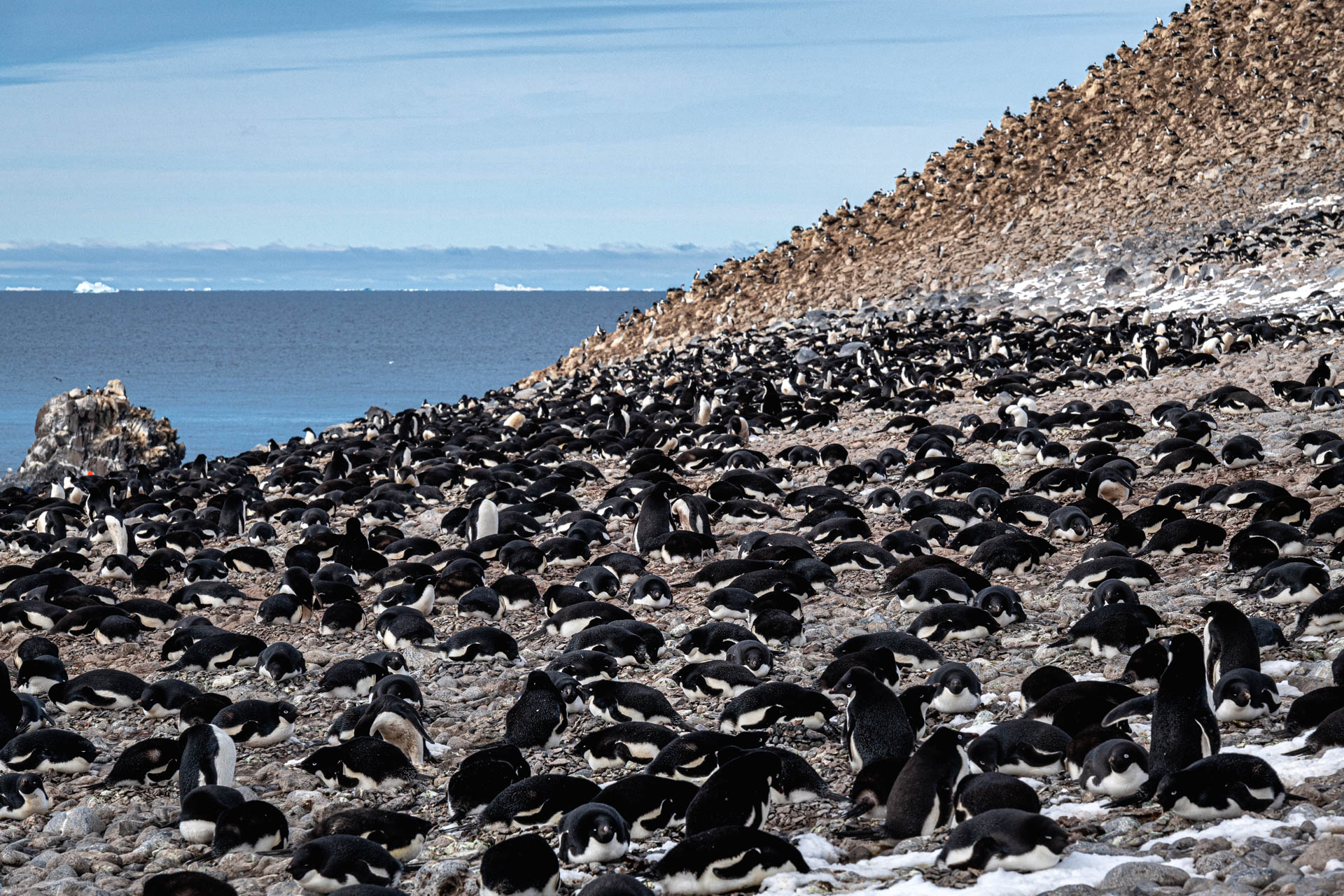 Adelie Penguin colony at Paulet Island