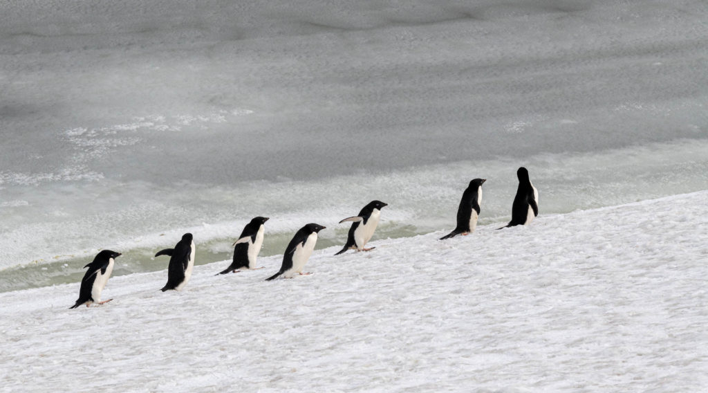 Adelie penguins on the move at Paulet Island