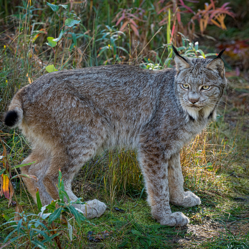 Canada Lynx at Yukon Wilderness Preserve