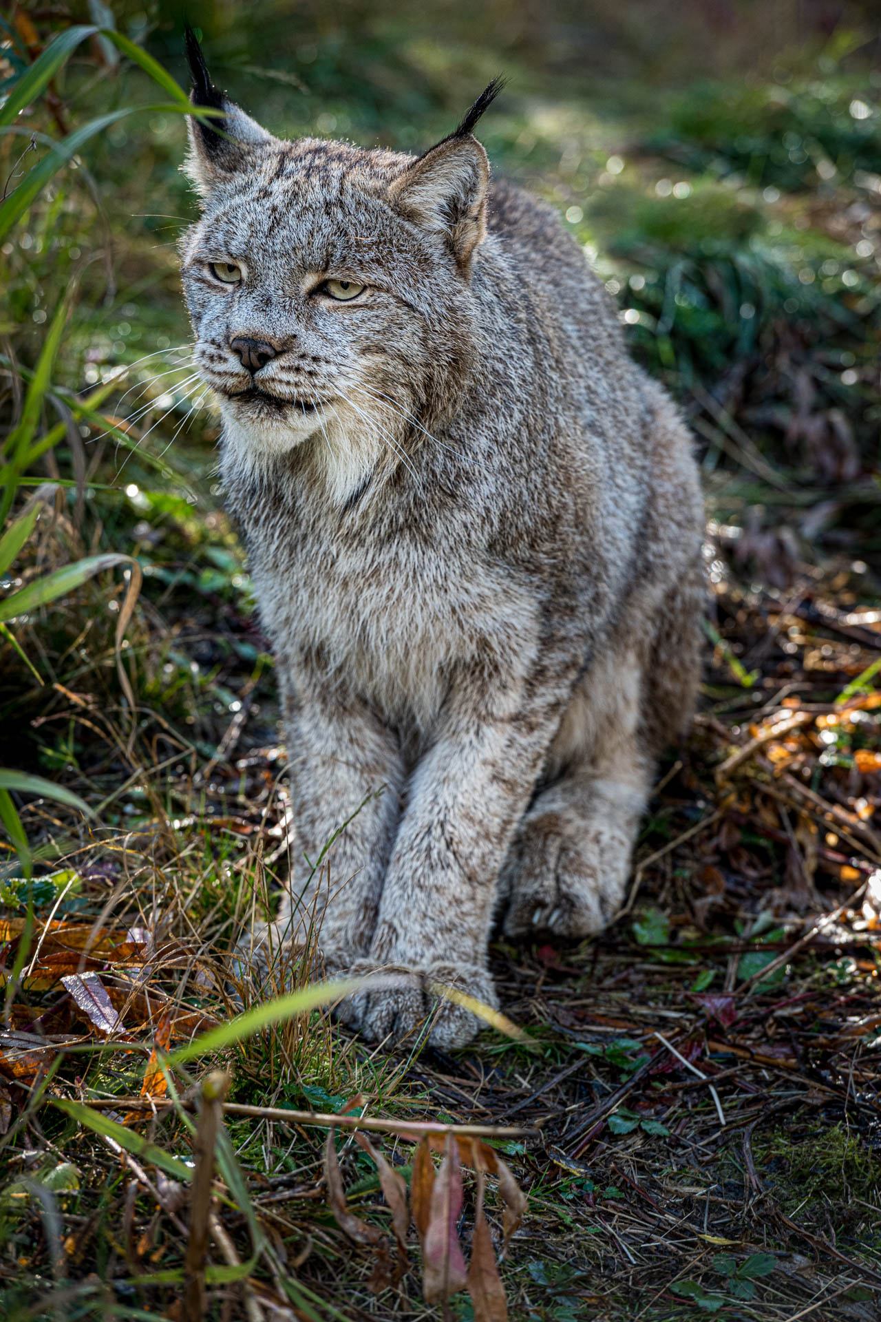 Canada Lynx at Yukon Wilderness Preserve