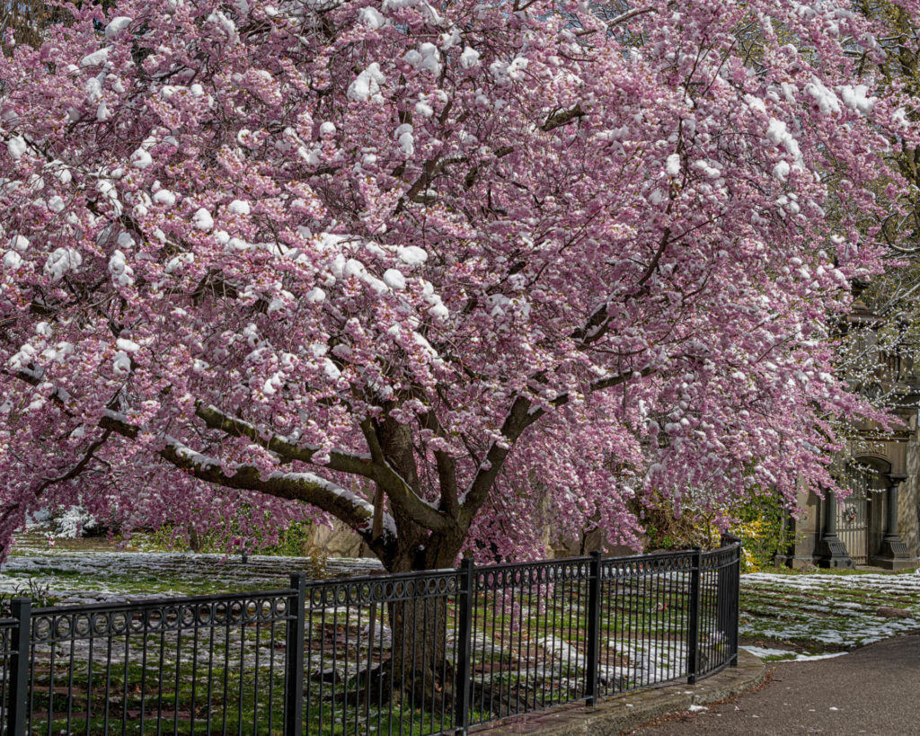Cherry Blossoms - Mount Pleasant Cemetery