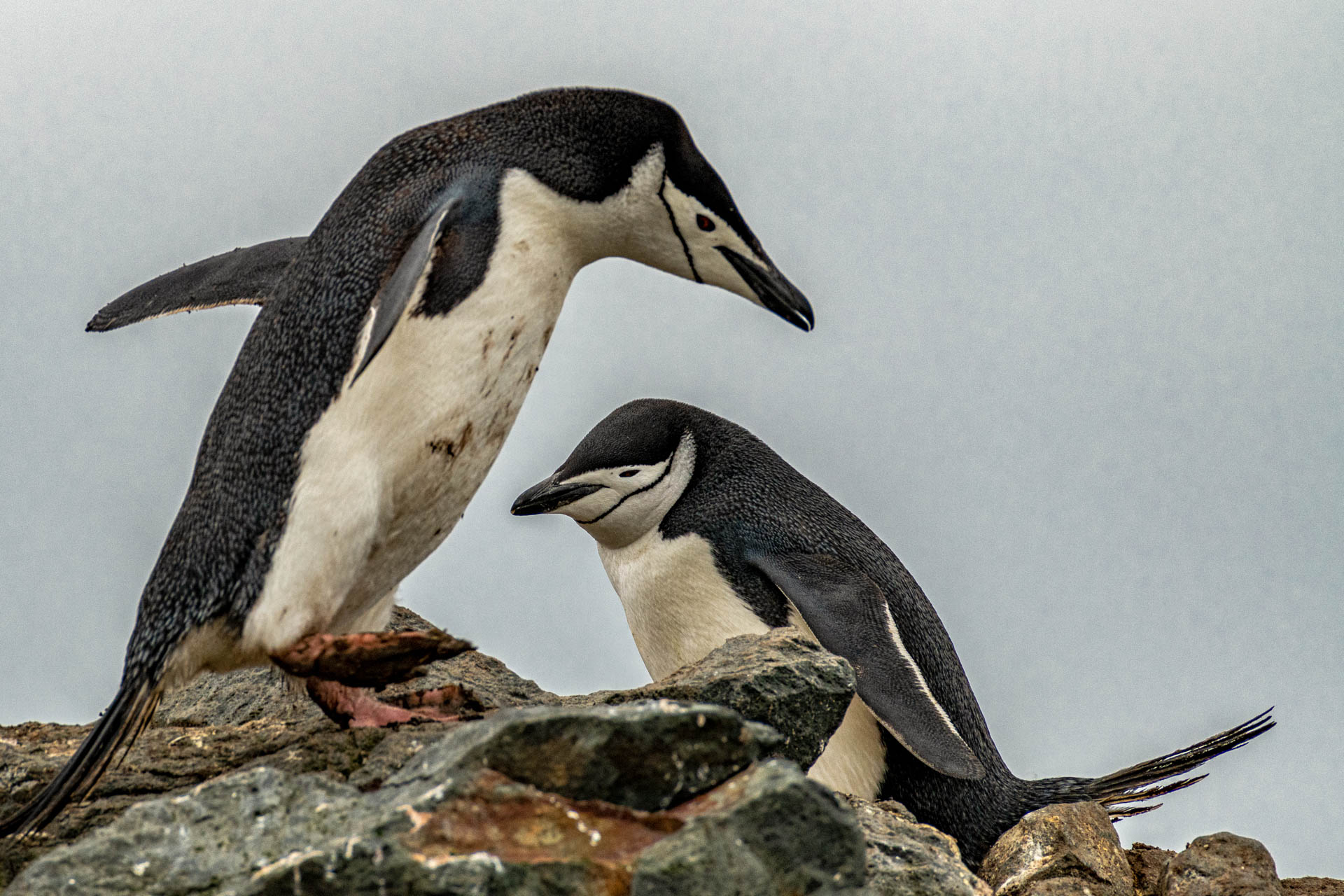 Chinstrap Penguins at Barrientos Island 