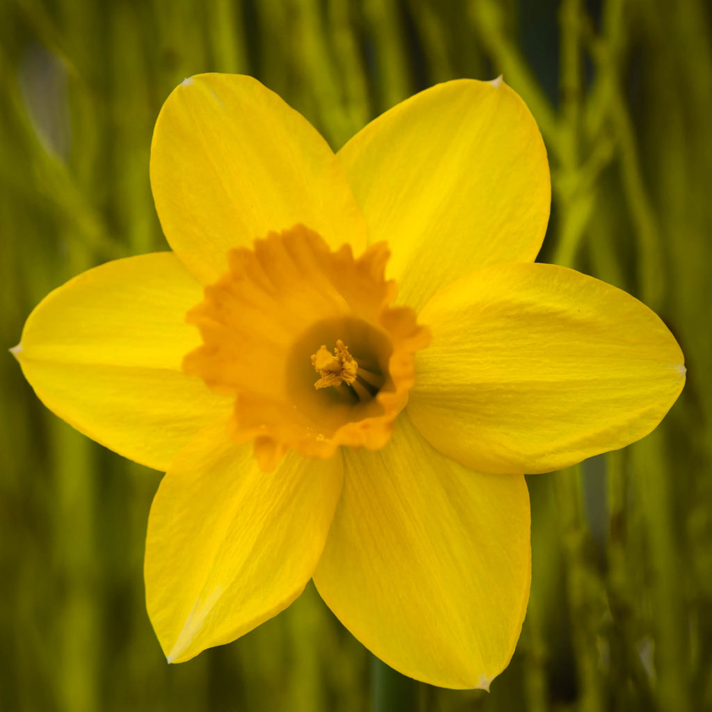 Daffodil,  Allan Gardens