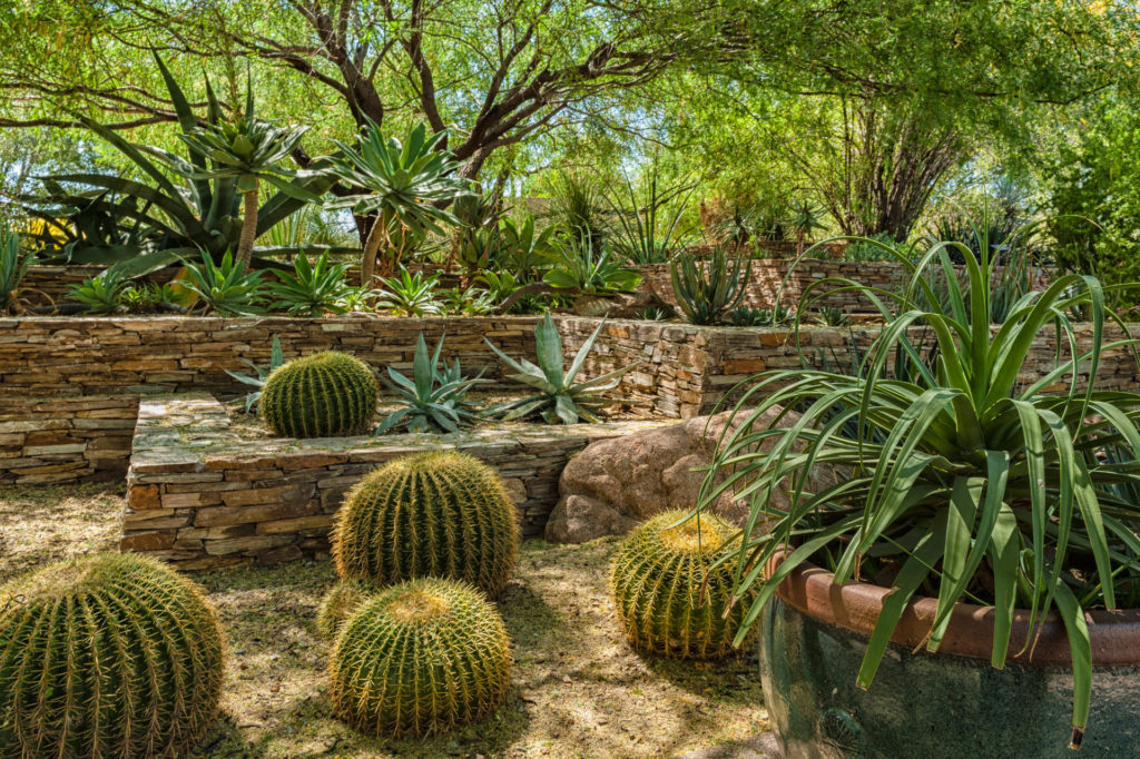 Desert Botanical Gardens, Phoenix