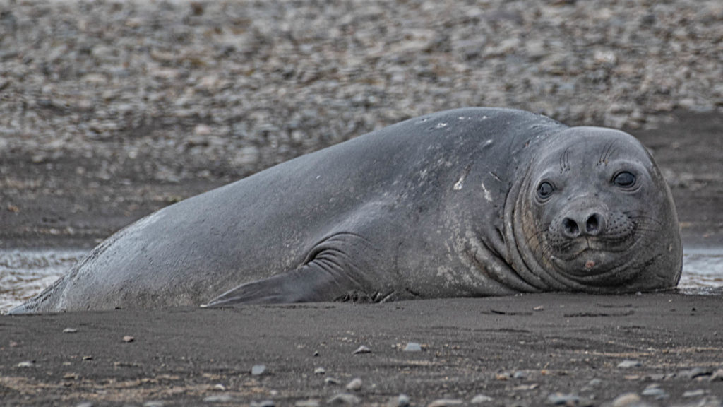 Elephant seal at Walker Beach, Livingston Island