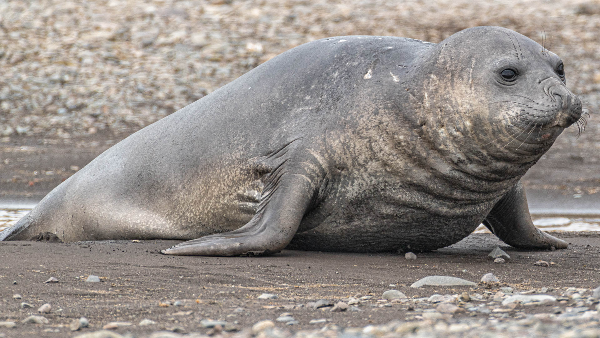 Elephant seal at Walker Beach, Livingston Island