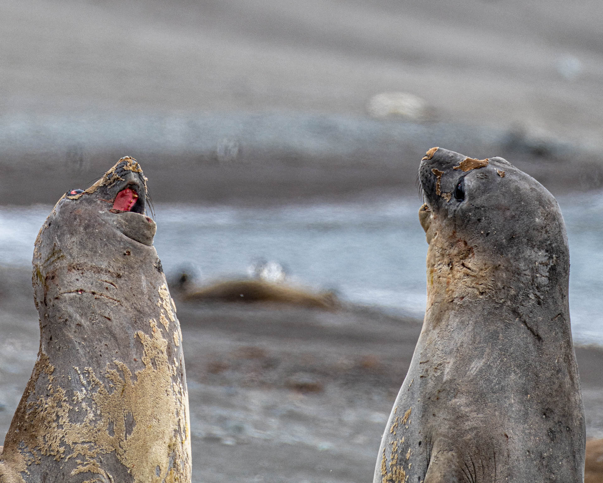 Elephant seals at Walker Beach, Livingston Island