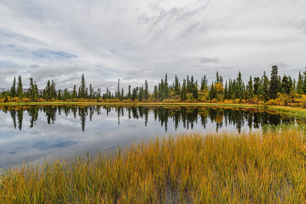 Fall colours at a marsh near Whitehorse
