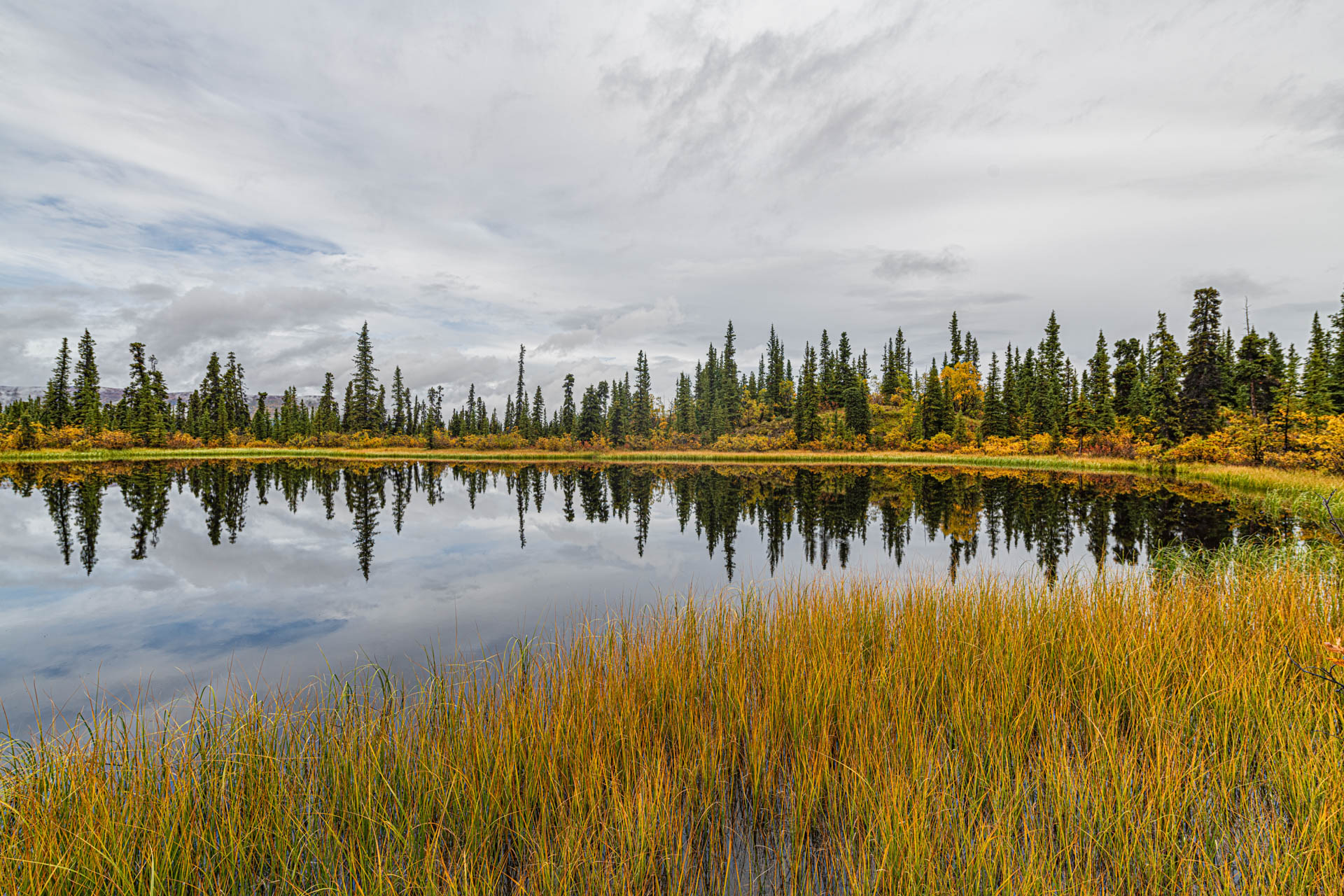 Fall colours at a marsh near Whitehorse