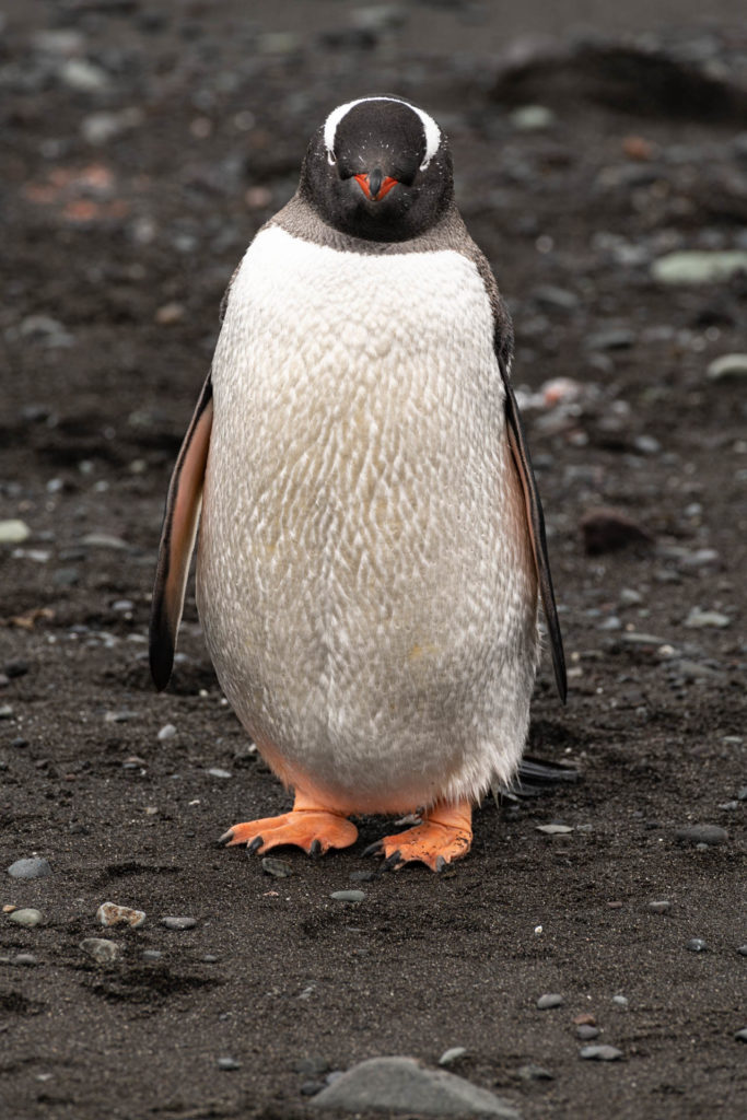 Gentoo penguin at Barrientos Island -    Aitcho Islands