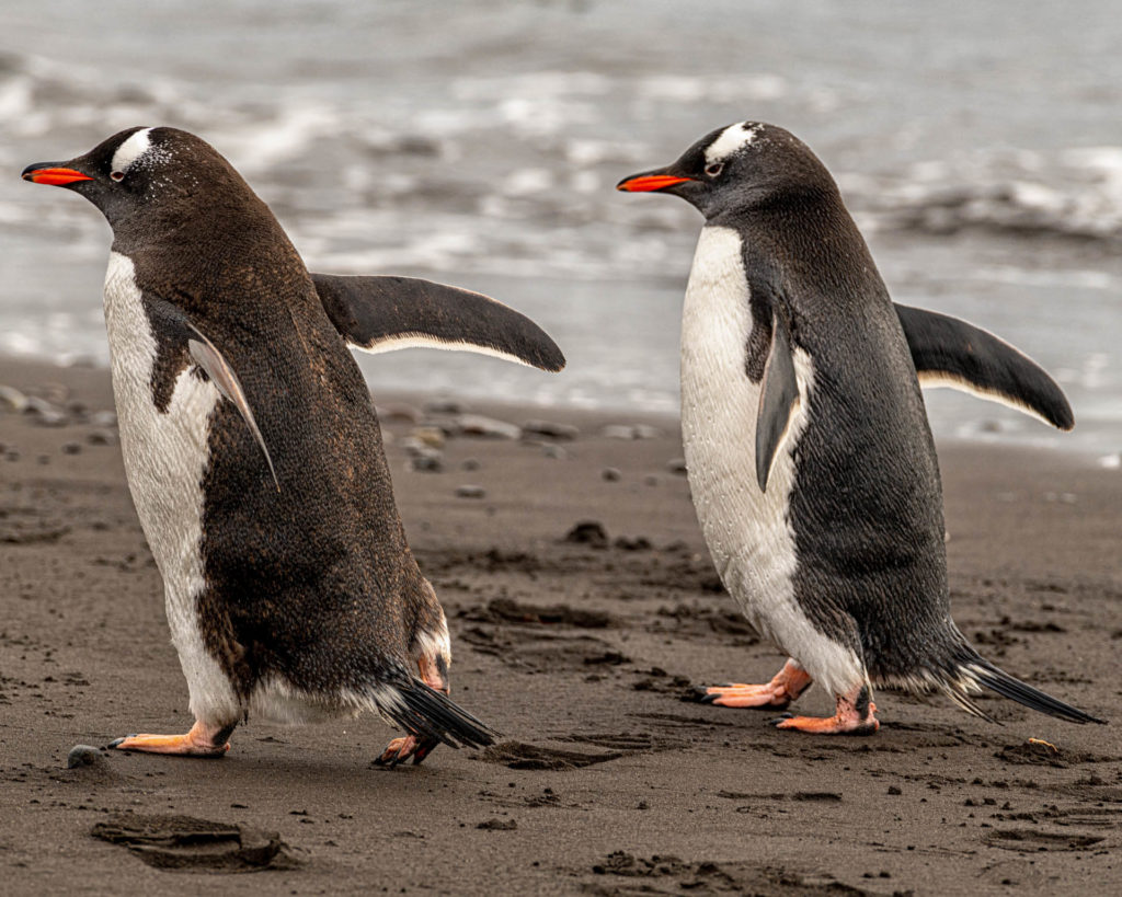 Gentoo penguins at Walker Beach, Livingston Island