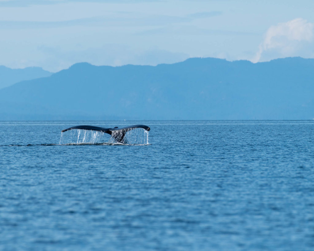 Humpback whale near Savary Island