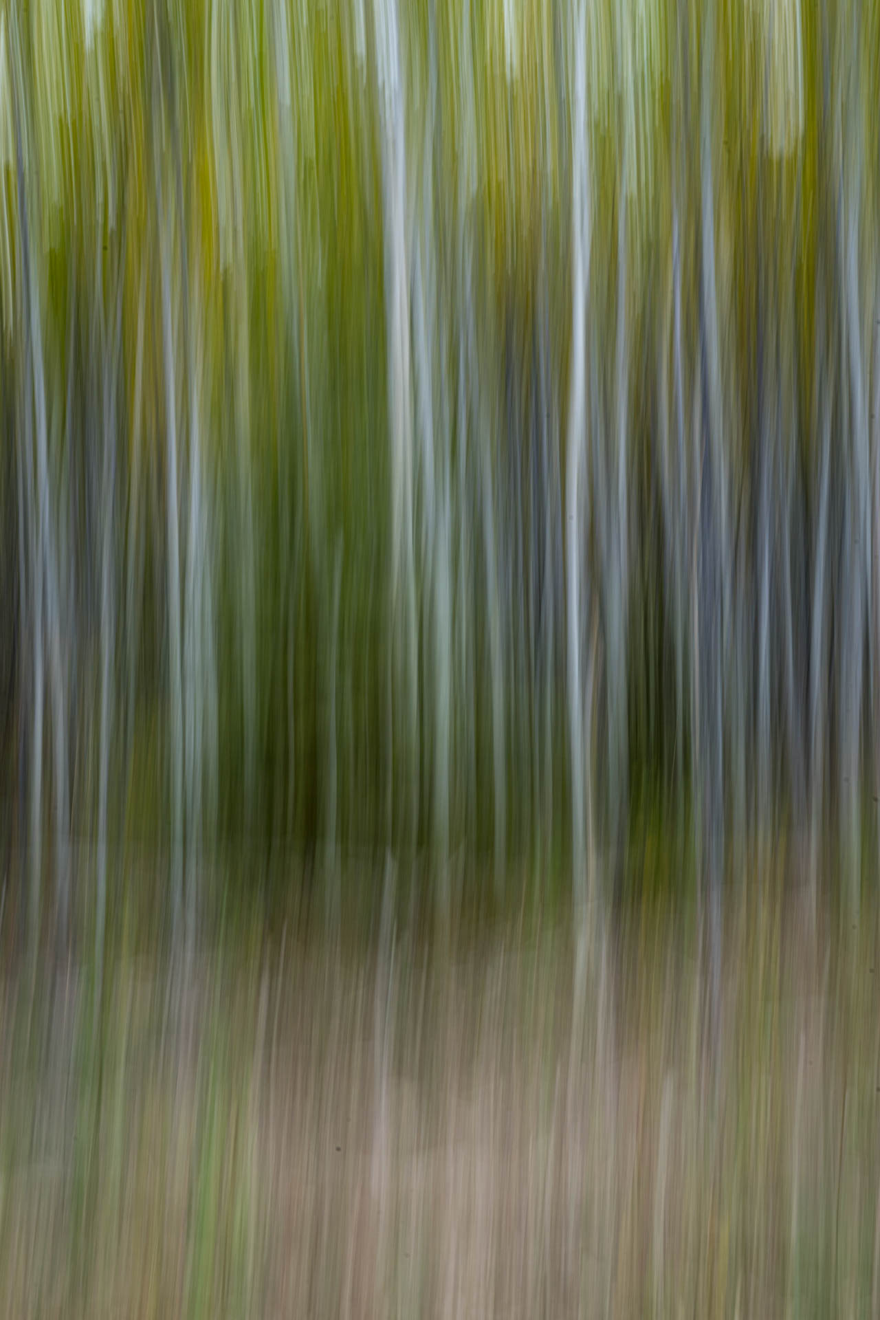 ICM (Intentional Camera Movement) of Birch trees on the North Klondike Highway