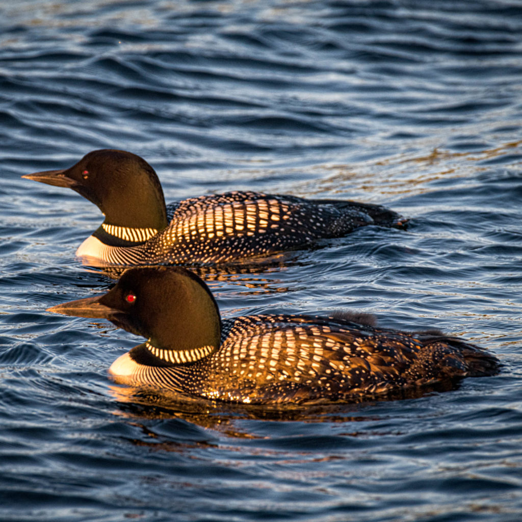 Loons at Sunset