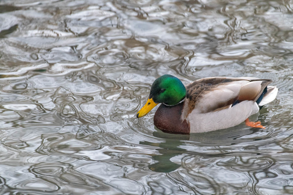 Mallard duck - High Park