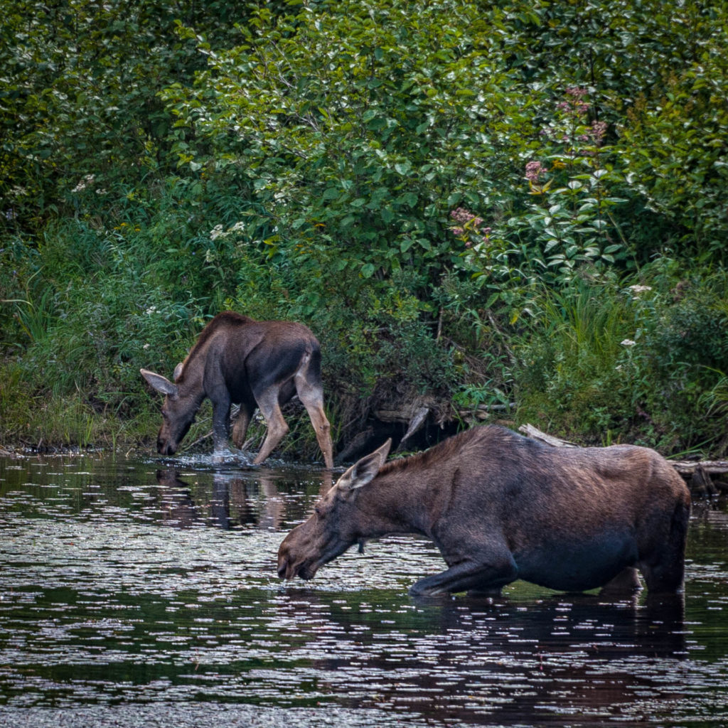 Moose by Highway 60 -2