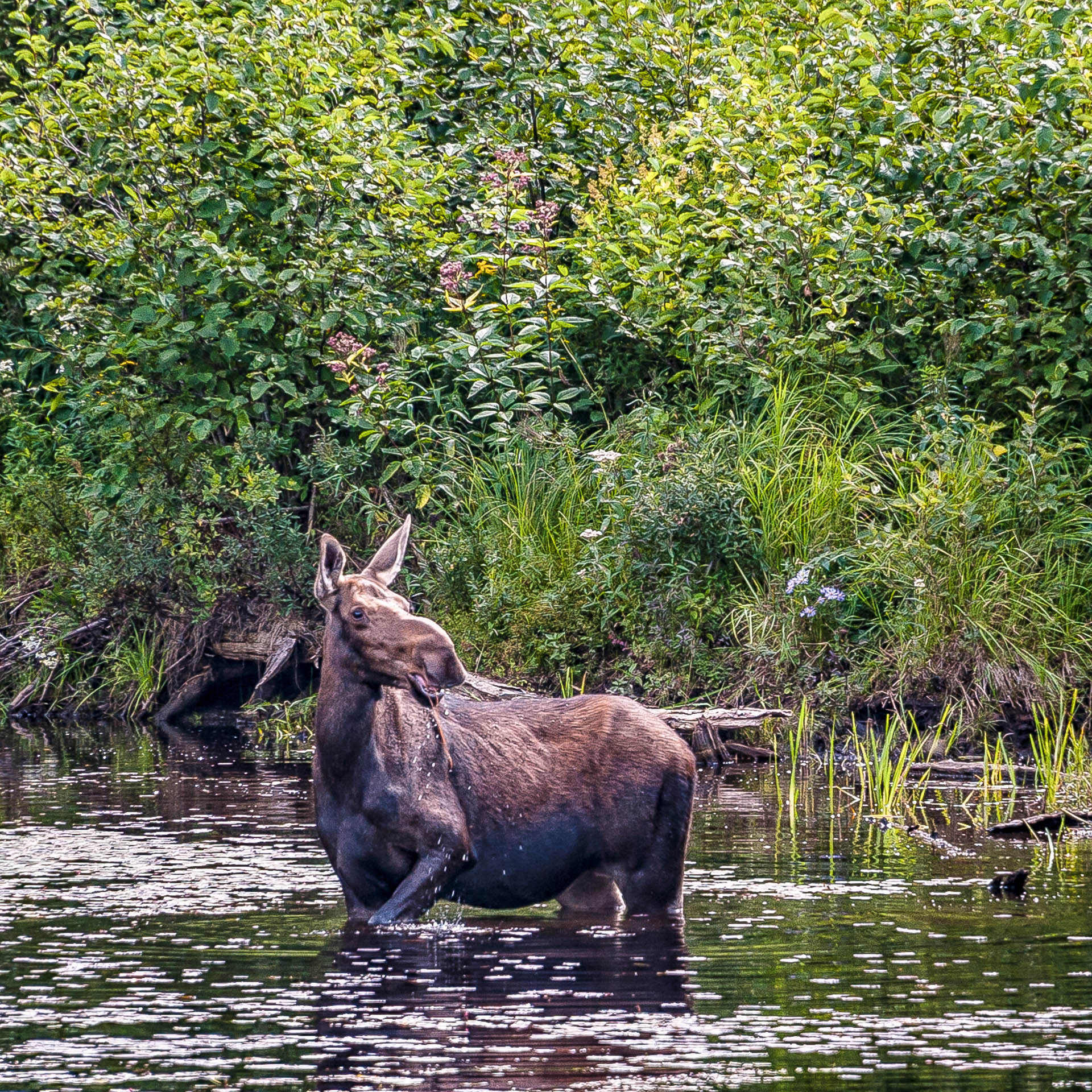 Moose by Highway 60