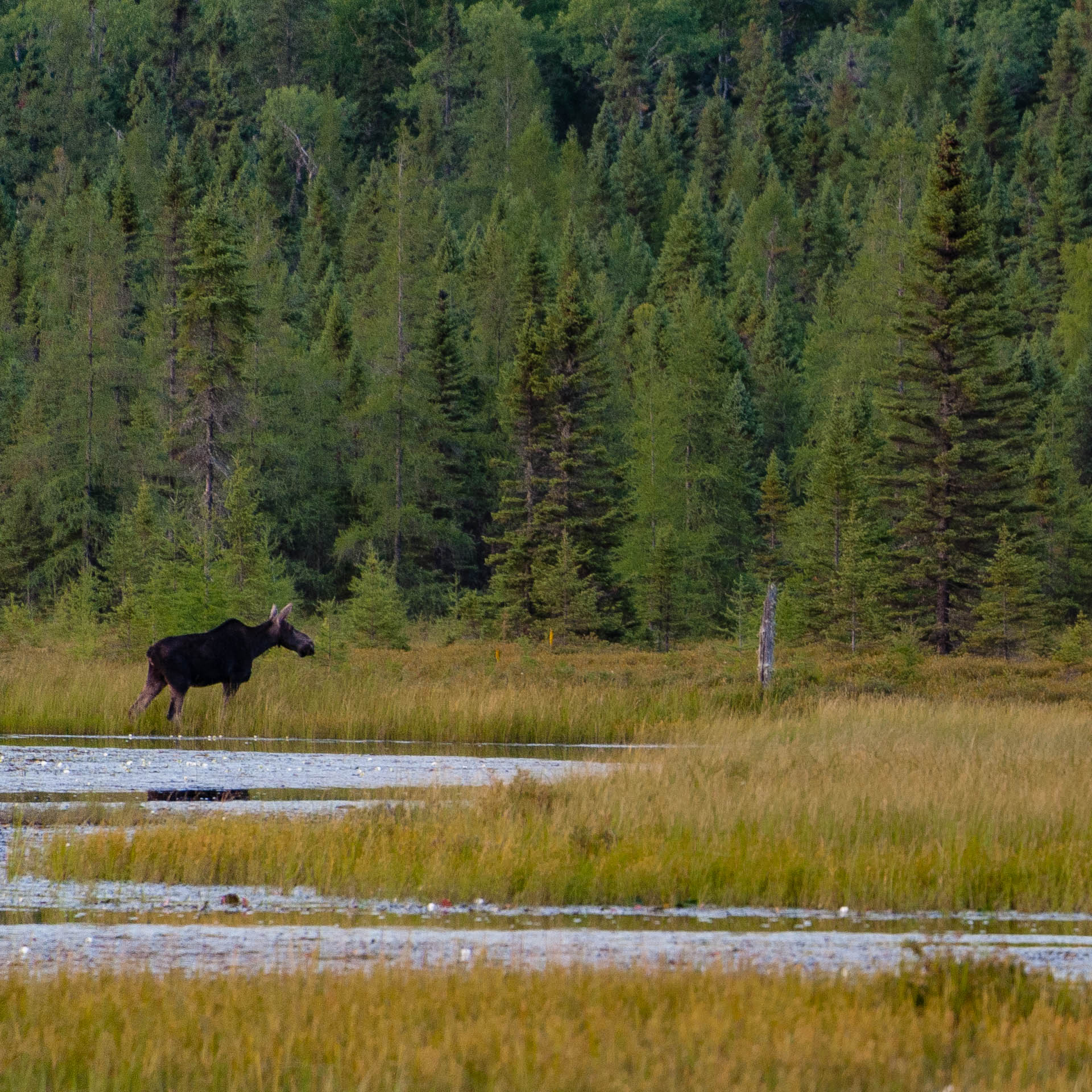 Moose by Opeongo Lake Rd