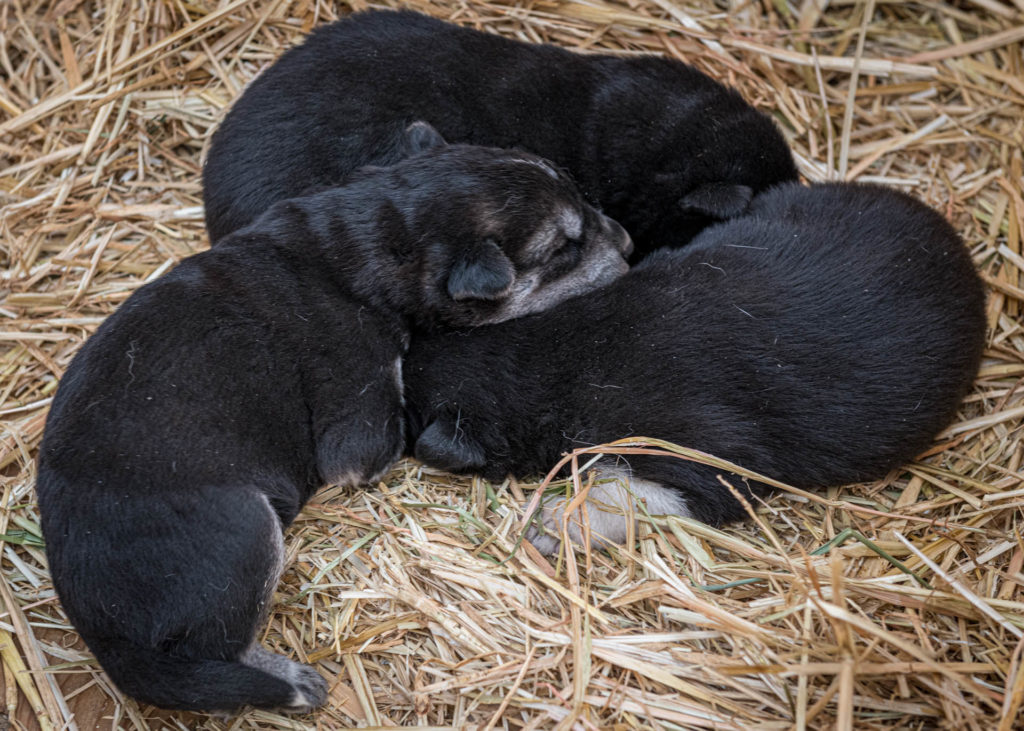 Newborn husky pups at the Sky High Wilderness Ranch