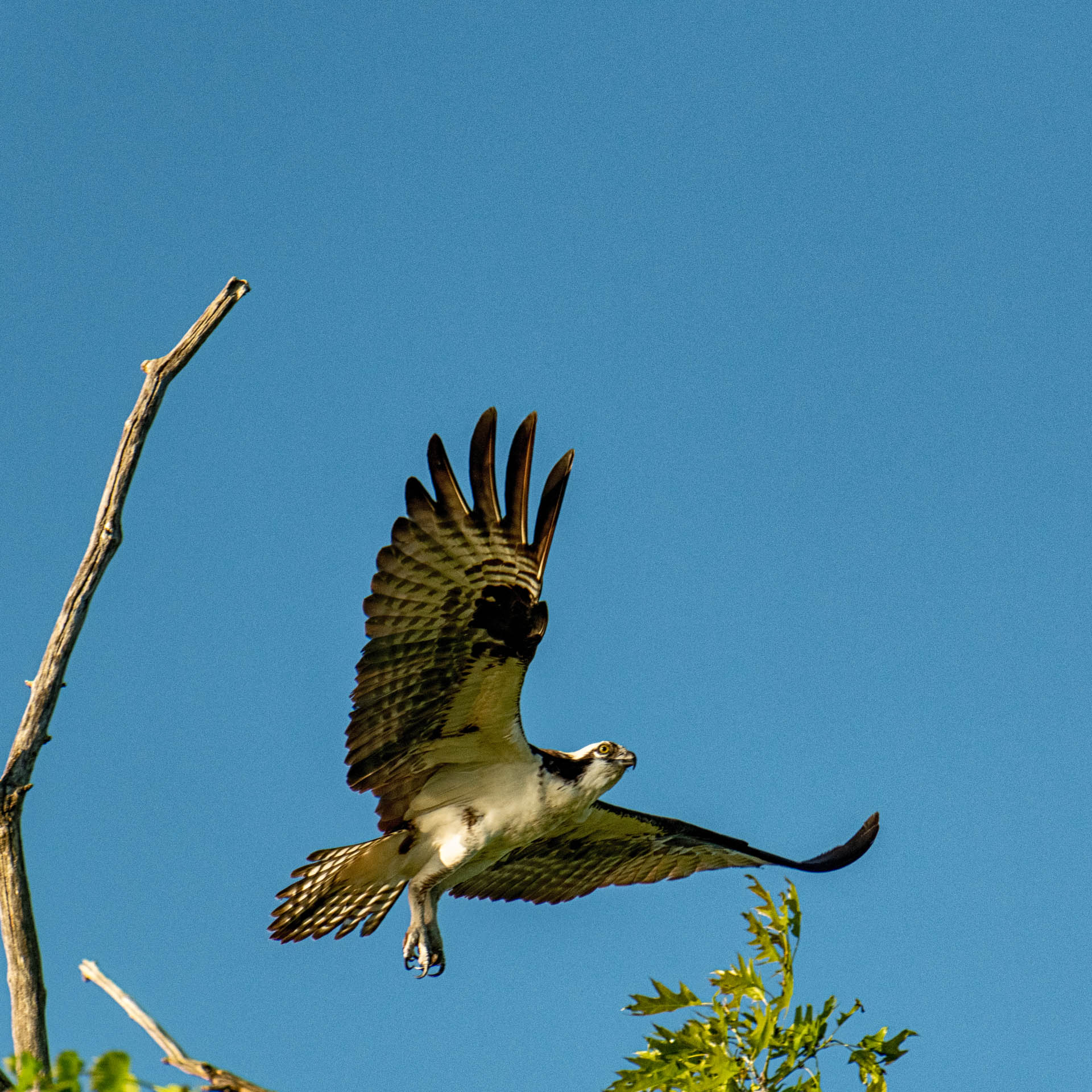 Osprey on Buckhorn Lake