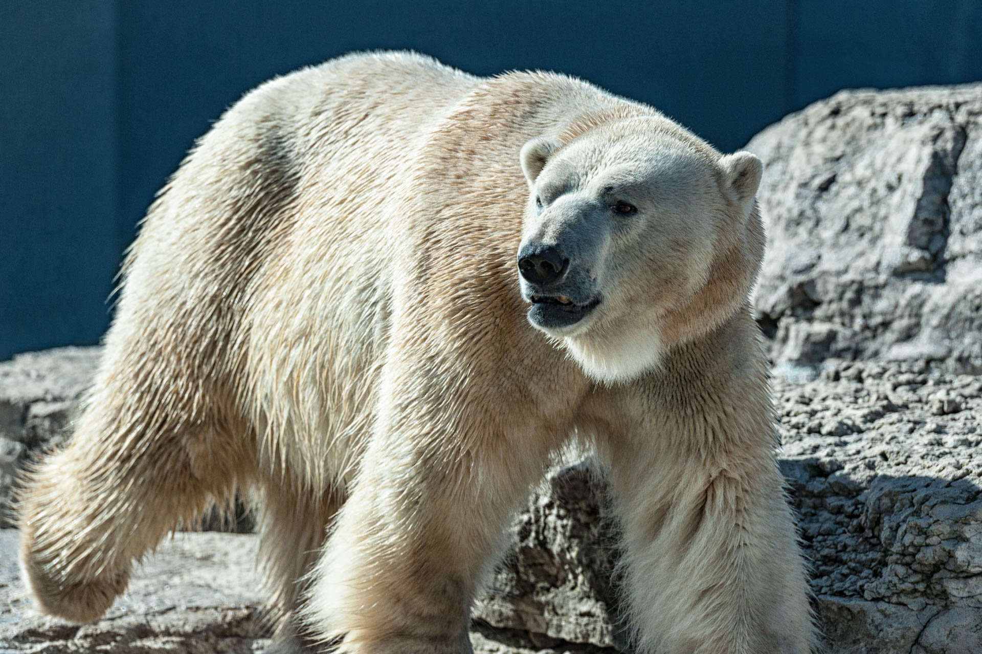 Polar bear - Toronto Zoo