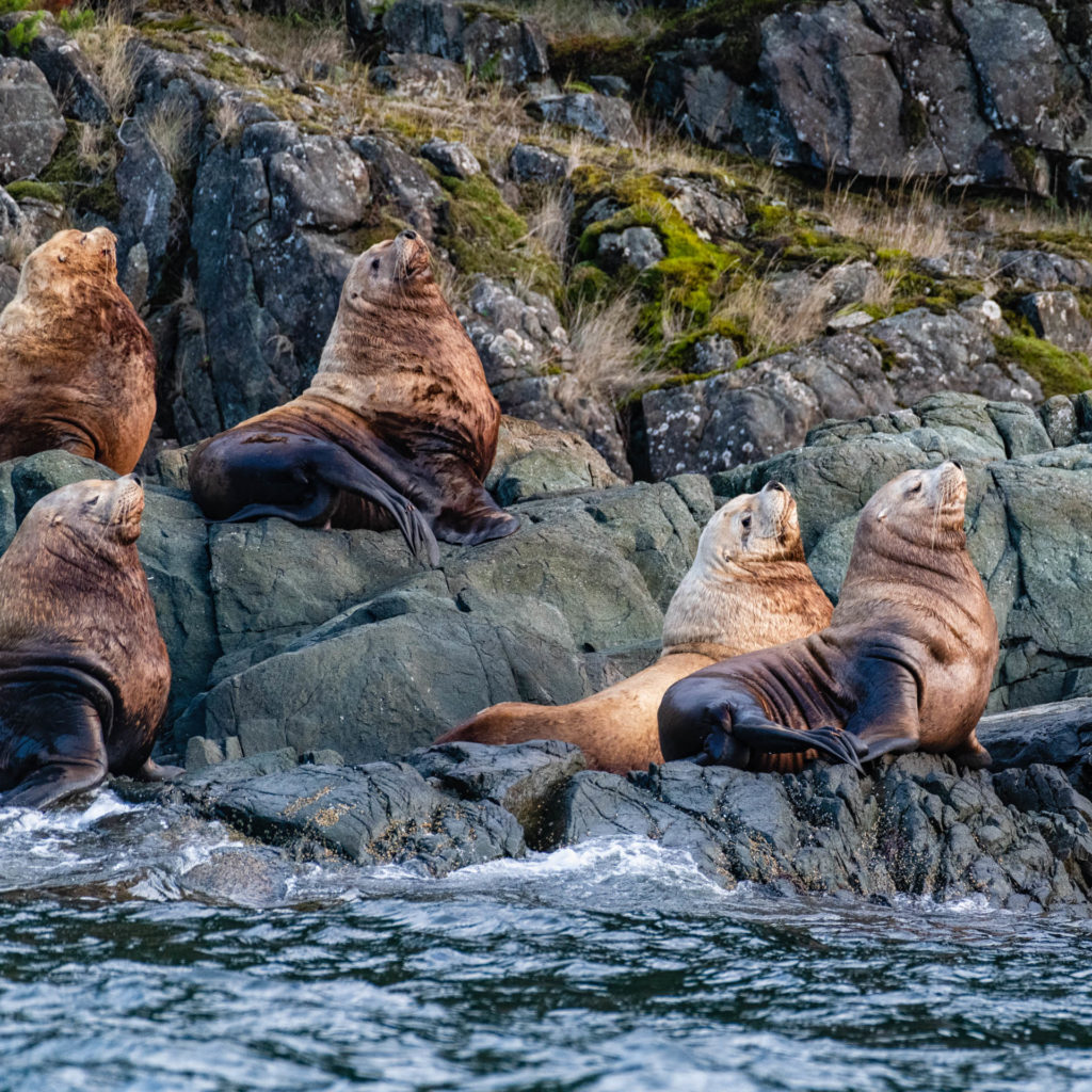 Sea lions at Discovery Passage