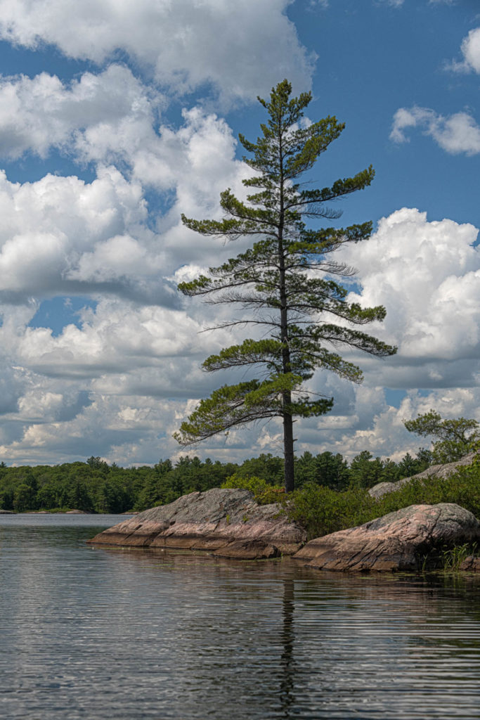 Solitary Pine on Crab Lake - KHPP