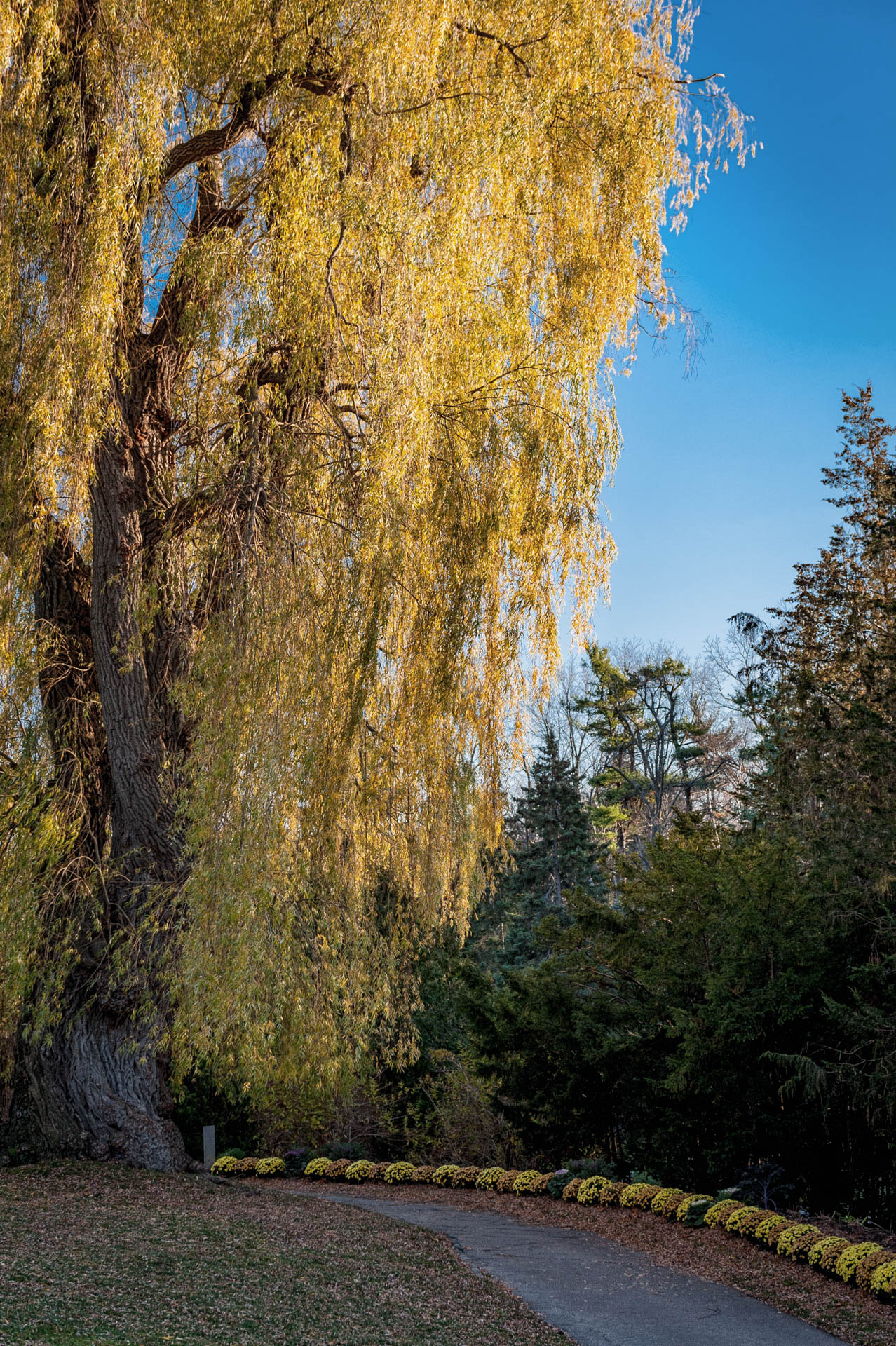Weeping Willow - Edwards Gardens
