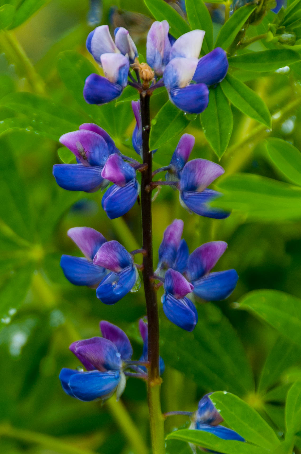 Wildflowers along the Mendenhall Glacier trail