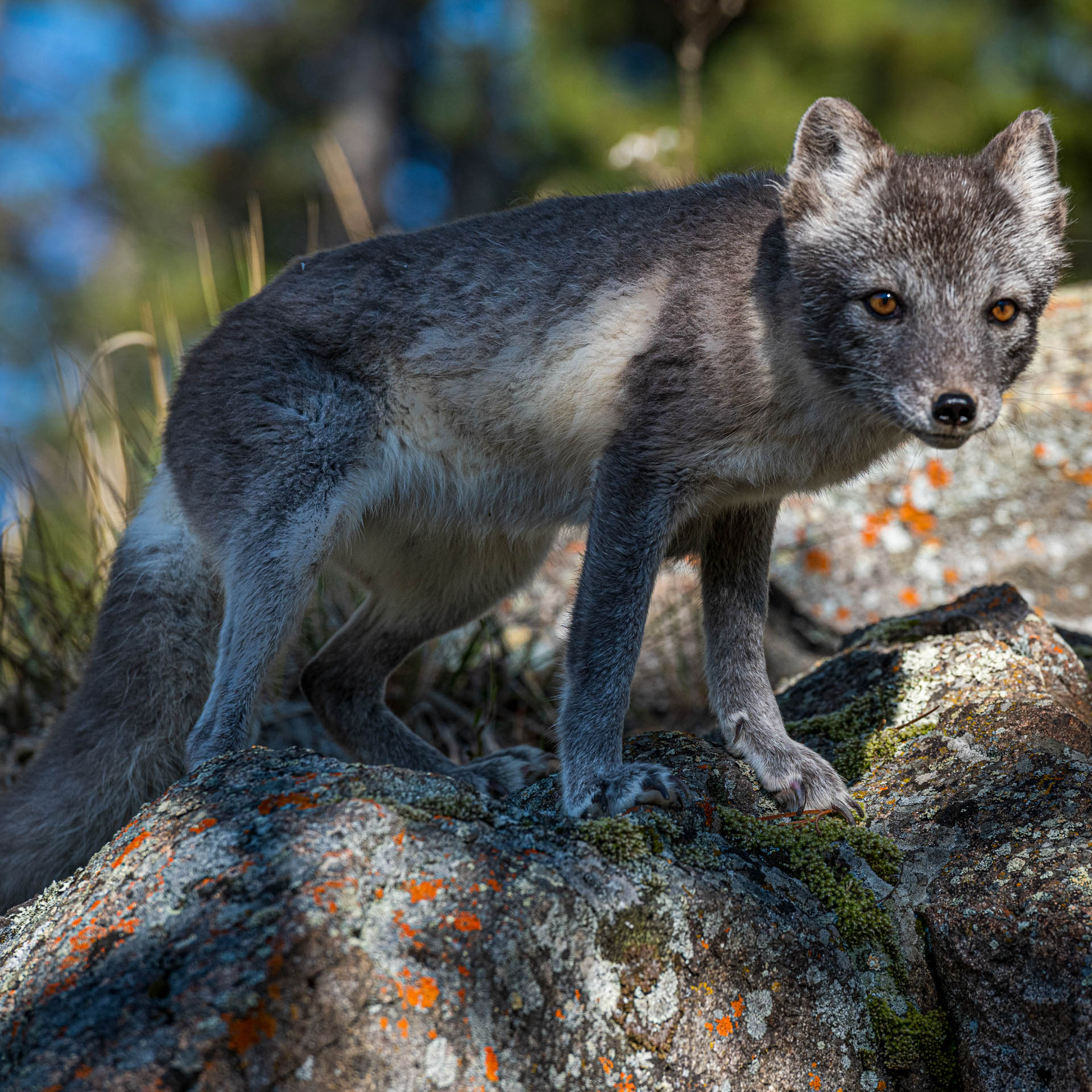 Arctic Fox with summer coat at Yukon Wilderness Preserve