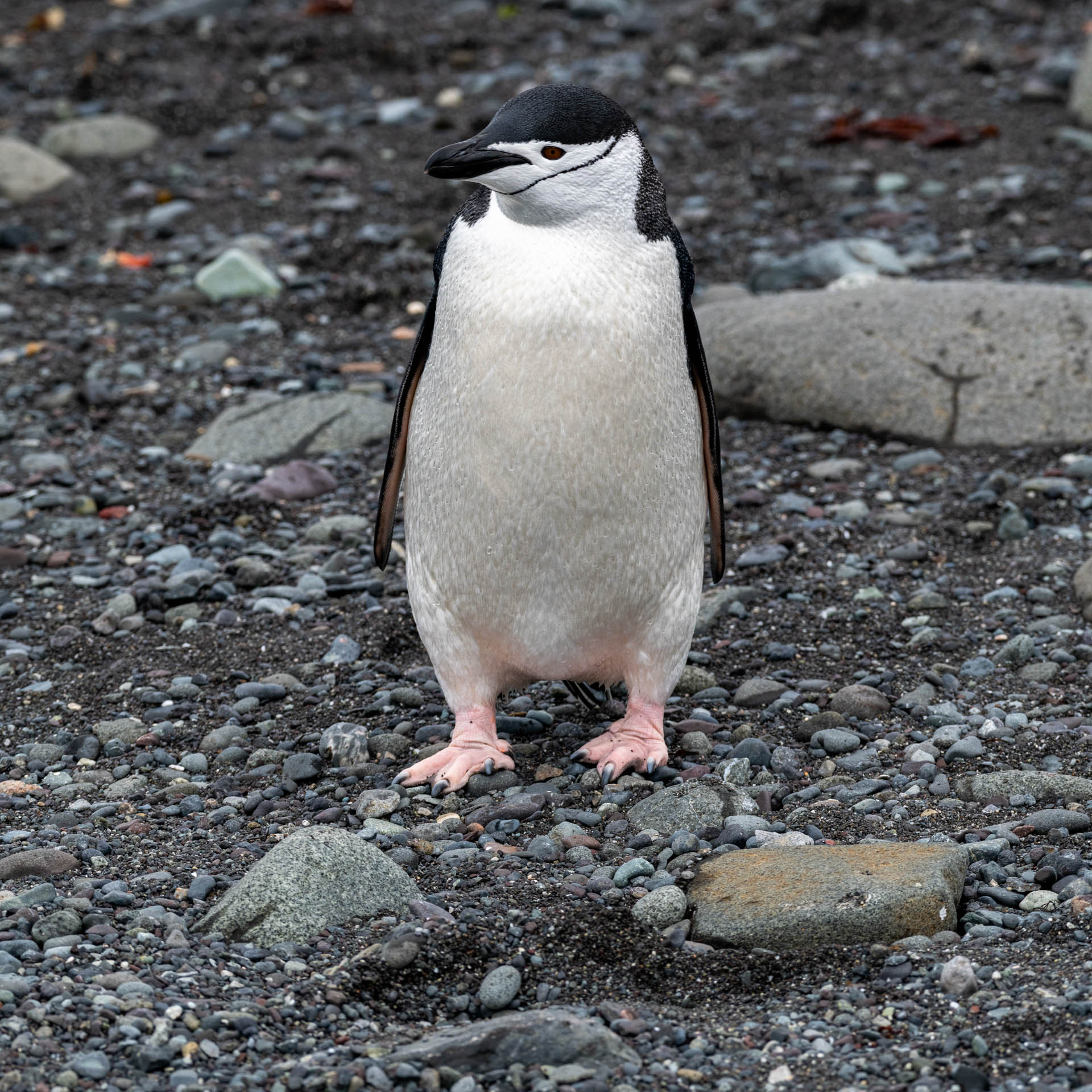 Chinstrap Penguin at Barrientos Island, Aitcho Islands