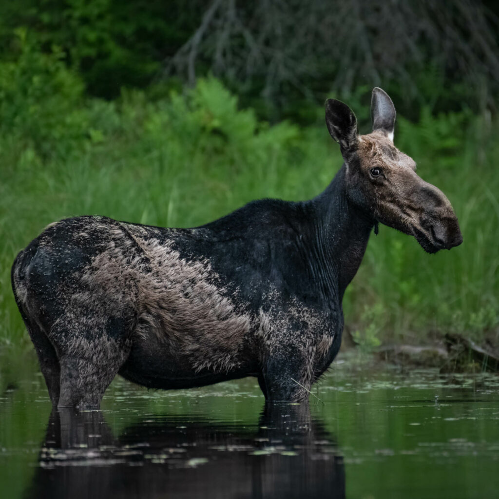 A very patient moose posing for the camera in the back-country of Algonquin PP.