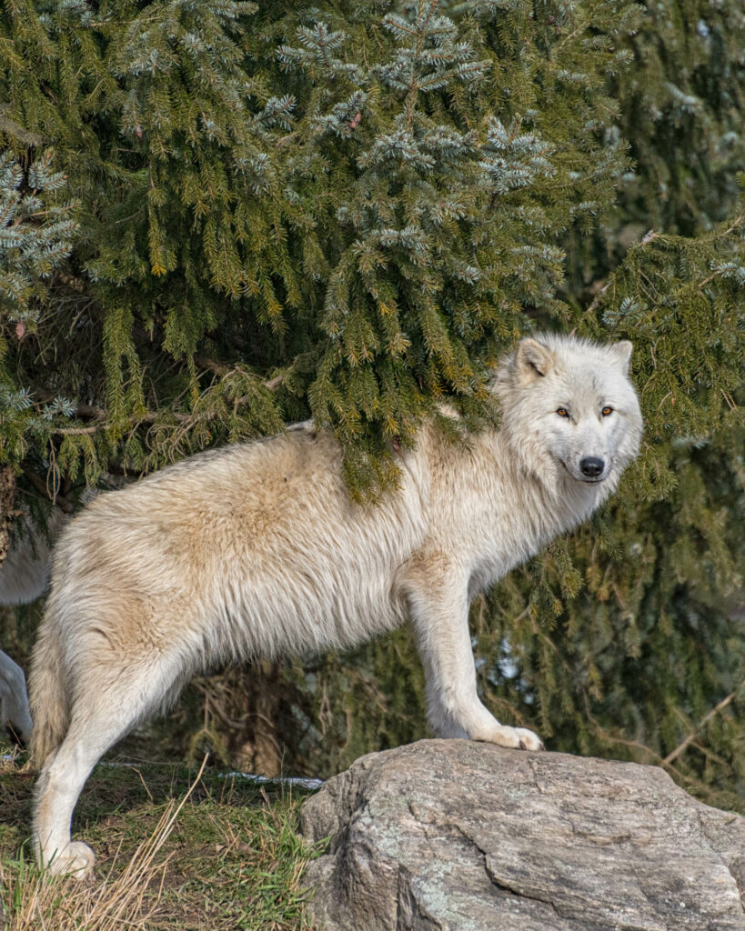 Arctic wolf - Toronto Zoo