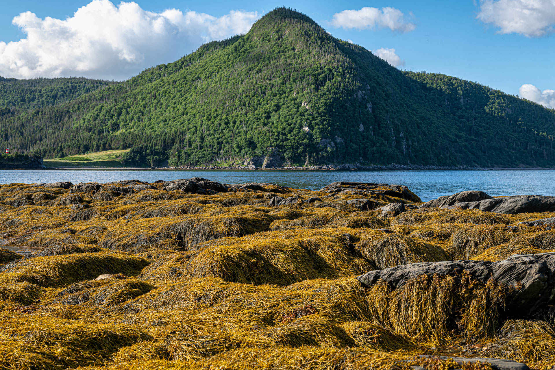 Low tide at Norris Point