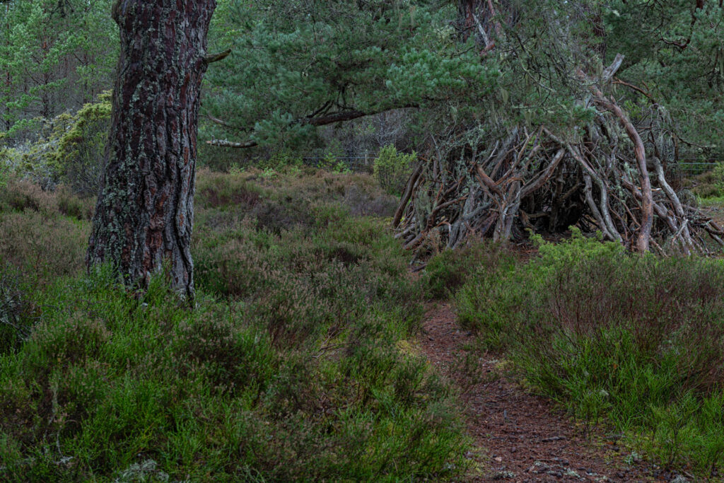 Witch's Hut, Woodlands at Tullochgrue, Aviemore, Cairngorms NP