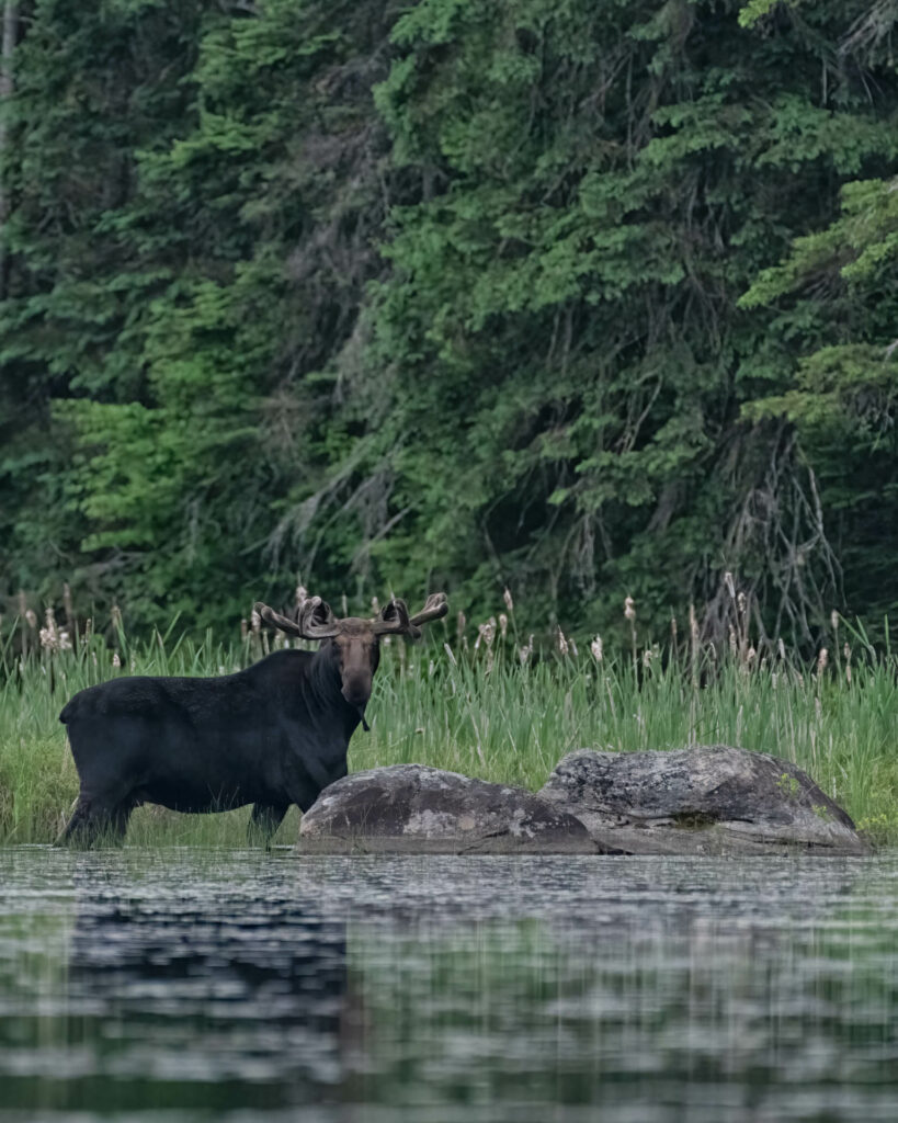Bull moose checking out my "stealth"  approach in the canoe - Algonquin PP