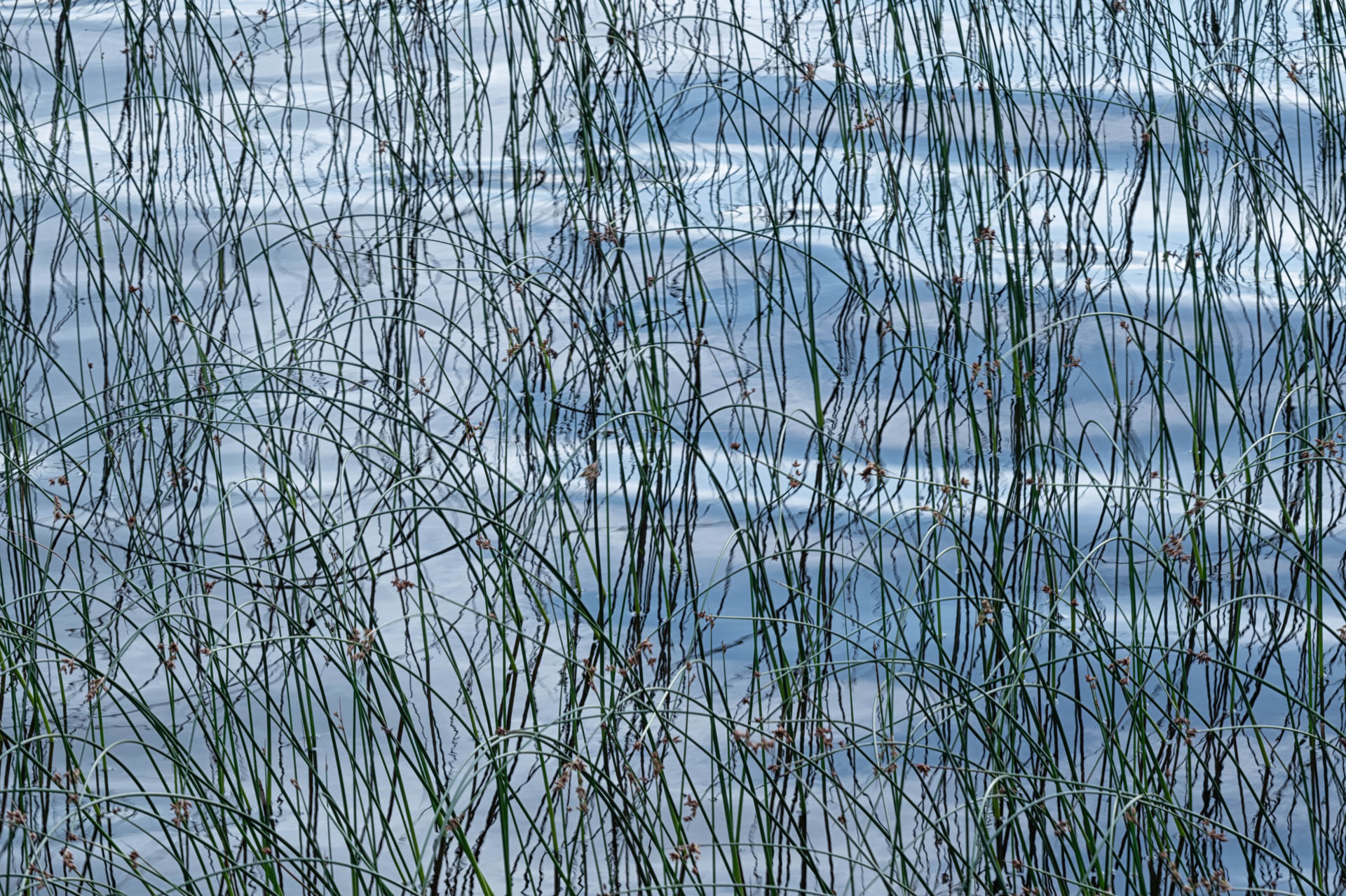 Reed reflection at Rocky Harbour Pond