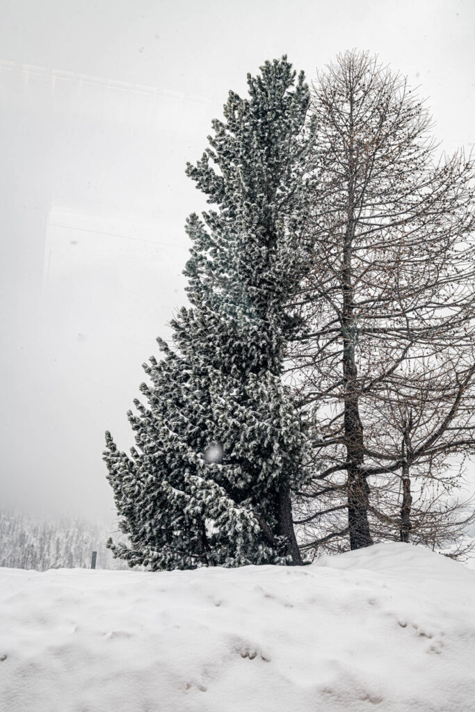 View from the Bernina Express near Alp Grum rail station