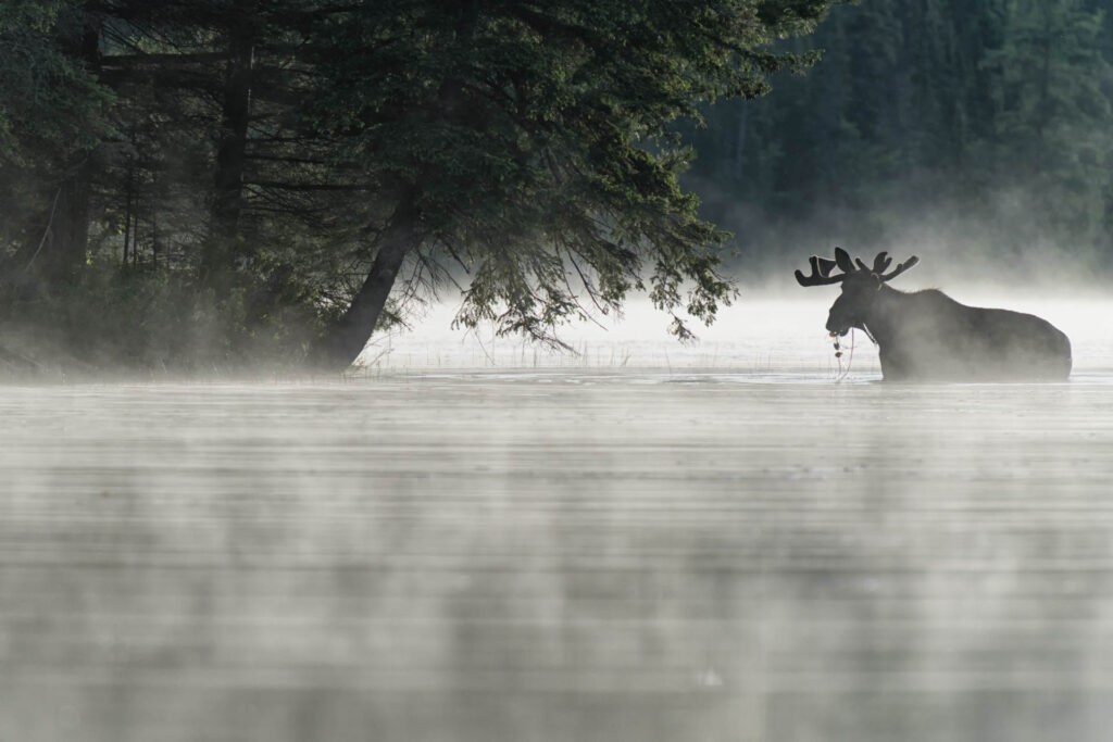 Breakfast on Craig Lake