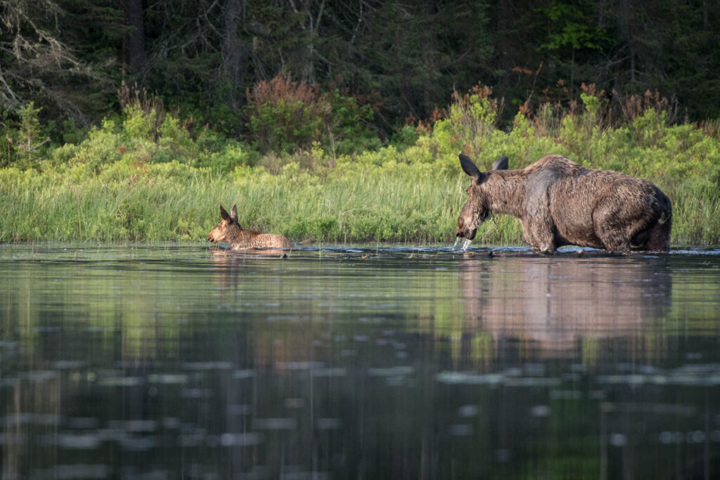 Cow and her calf