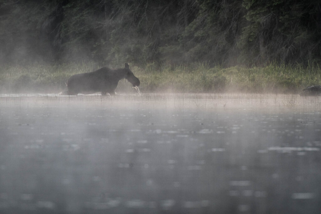 Early morning mist