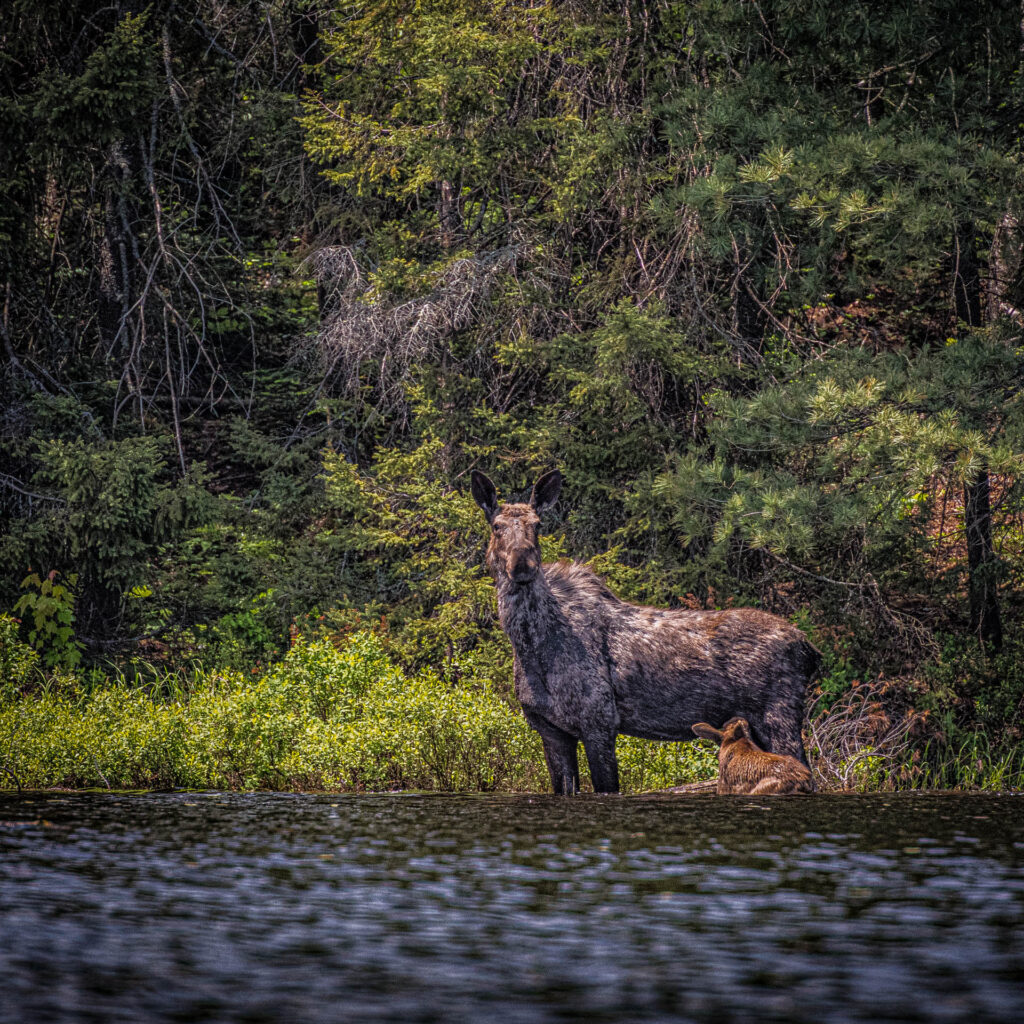 Feeding time on Craig Lake!