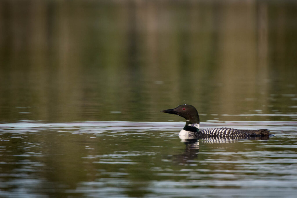 Loon