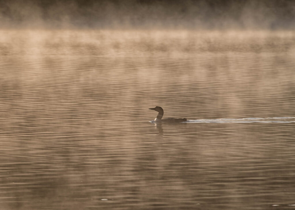 Loon at sunrise on Three Mile Lake