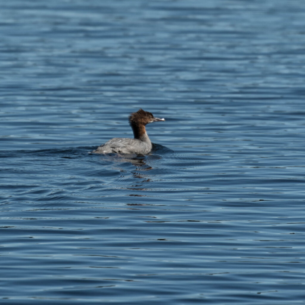 Merganser on North Tea Lake