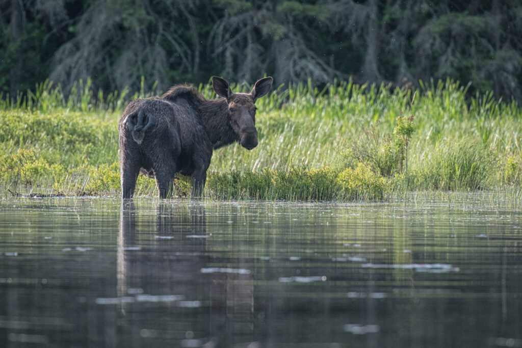 One more glance before retreating into the forest.