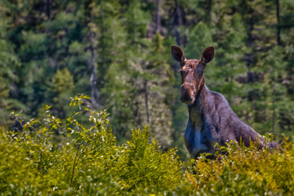 A curious moose on the Petawawa River | Focus On Mee | Robert Mee