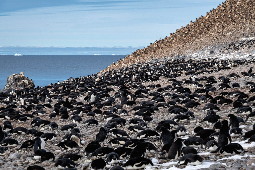 Adelie Penguin colony at Paulet Island | Focus On Mee | Robert Mee