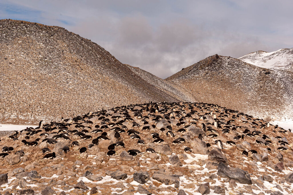 Adelie Penguin rookery at Paulet Island | Focus On Mee | Robert Mee