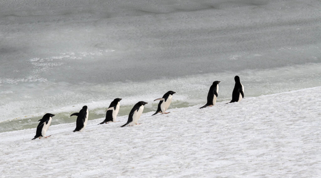 Adelie penguins on the move at Paulet Island | Focus On Mee | Robert Mee